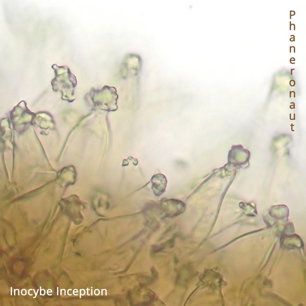 Inocybe Inception (2019)